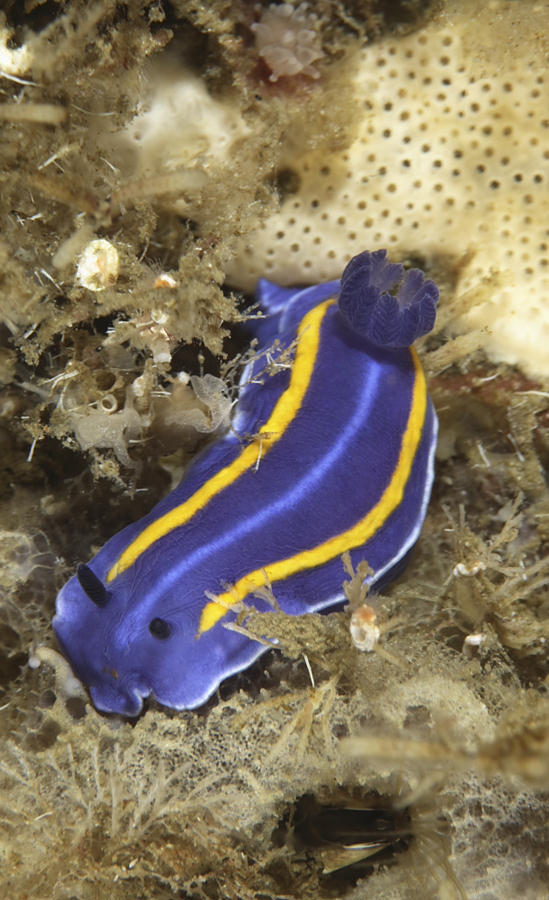 Mexichromis porterae